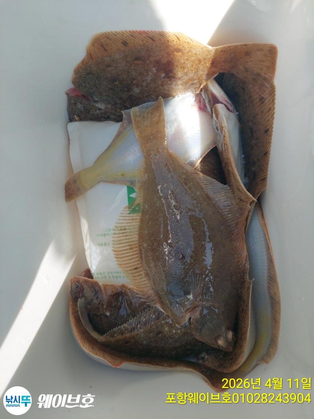 낚시뚜,도다리,가자미,구룡포항,뉴웨이브호,낚시뚜11