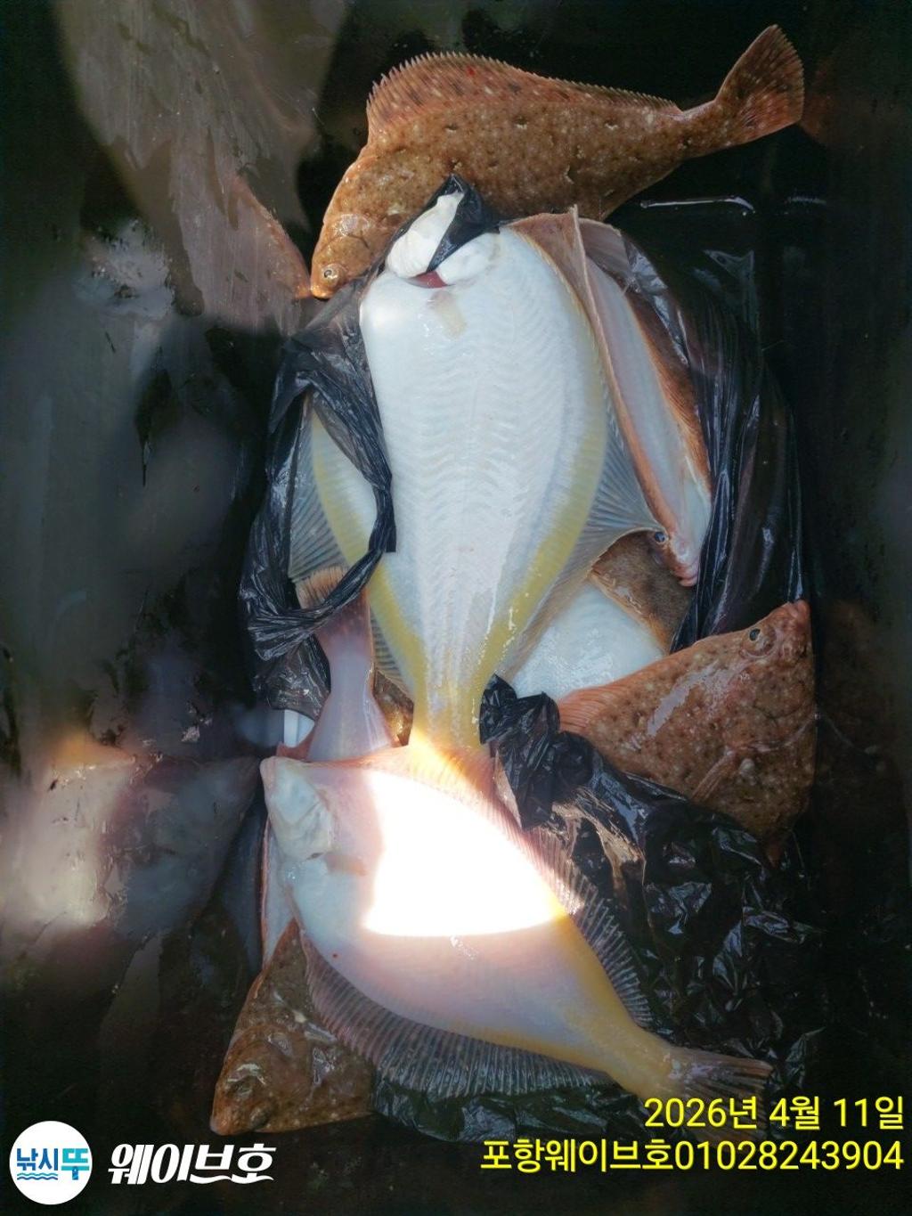 낚시뚜,도다리,가자미,구룡포항,뉴웨이브호,낚시뚜9