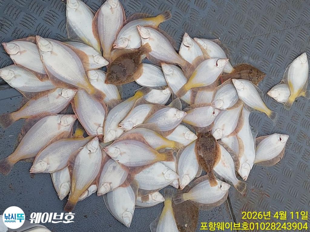 낚시뚜,도다리,가자미,구룡포항,뉴웨이브호,낚시뚜8