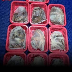 조황, 10일(야간낙지)일.월.화.쭉~ 예약가능 (주간문어)일요일 예약중