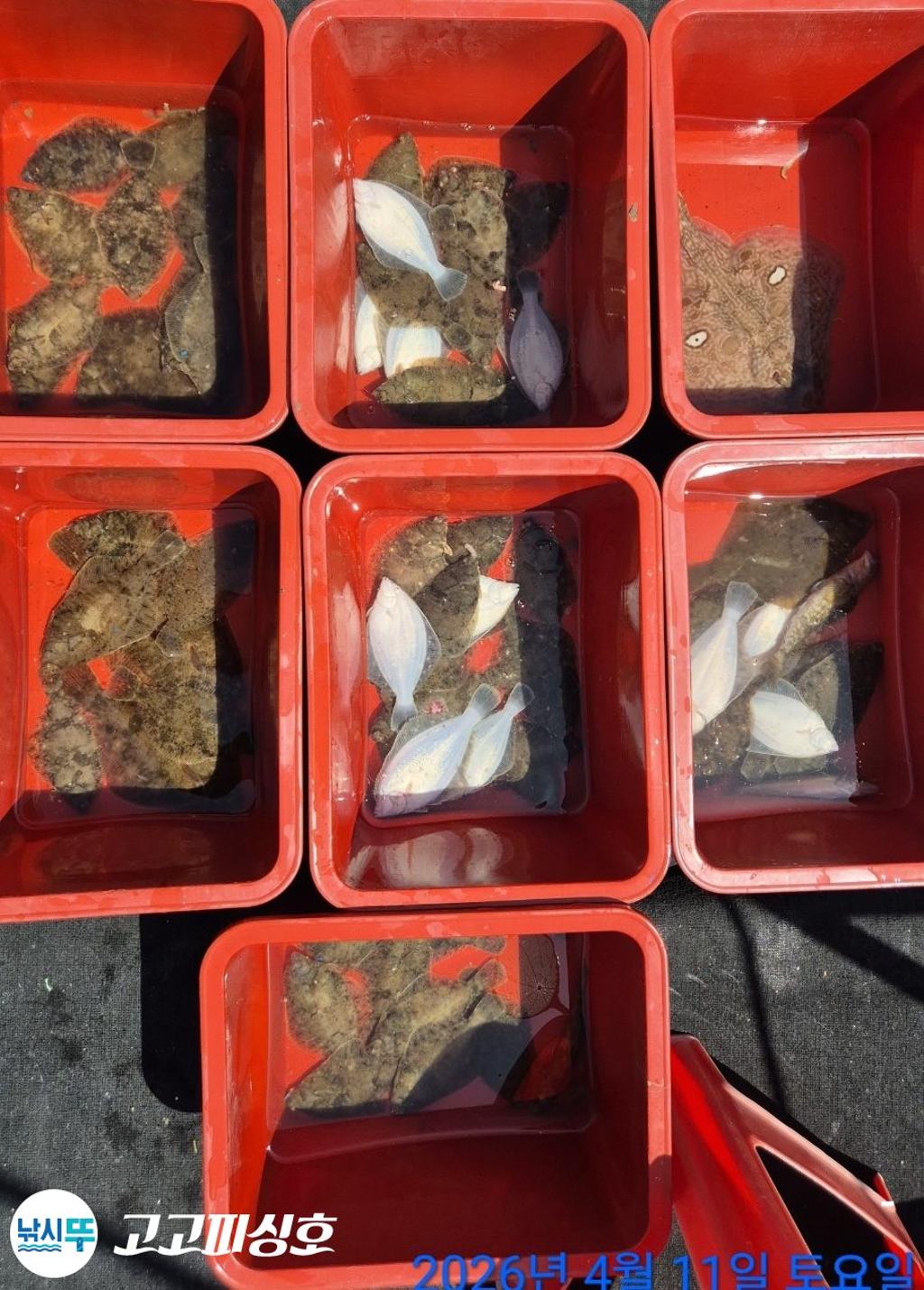 낚시뚜,도다리,속천항(진해),고고피싱호,낚시뚜17