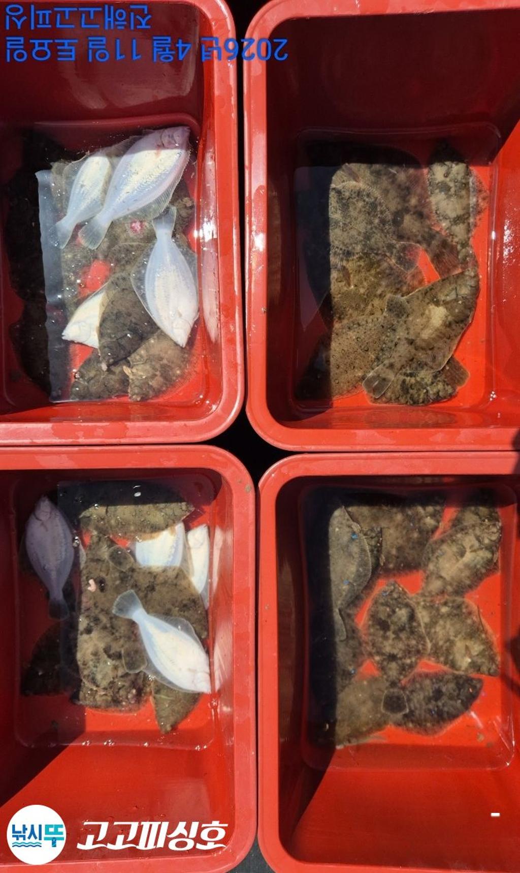 낚시뚜,도다리,속천항(진해),고고피싱호,낚시뚜16