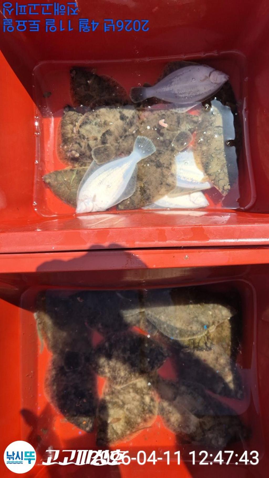 낚시뚜,도다리,속천항(진해),고고피싱호,낚시뚜15