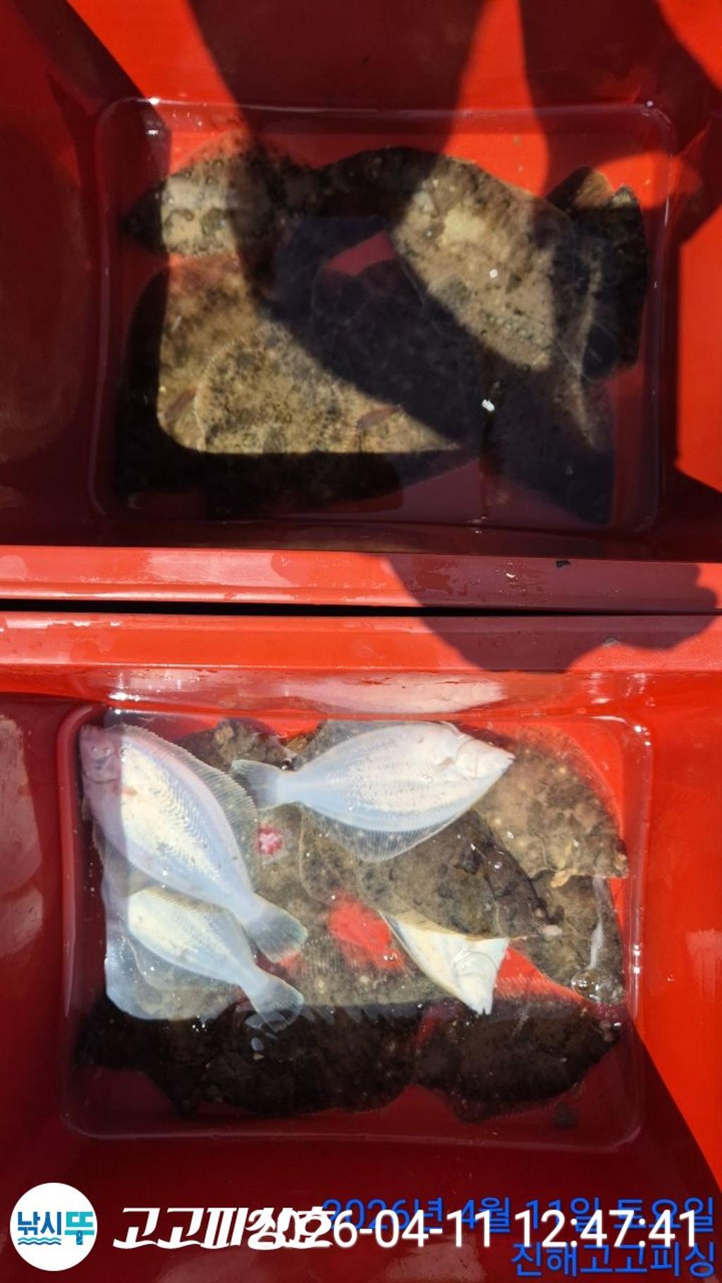 낚시뚜,도다리,속천항(진해),고고피싱호,낚시뚜14