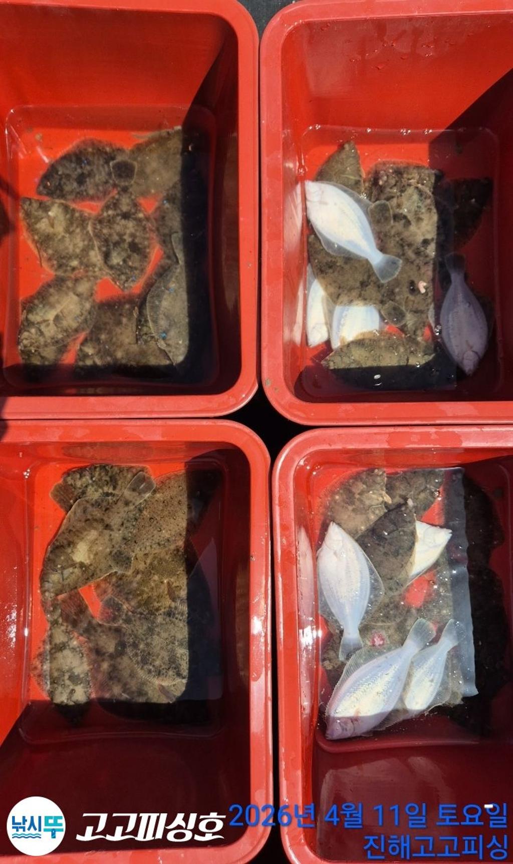 낚시뚜,도다리,속천항(진해),고고피싱호,낚시뚜13