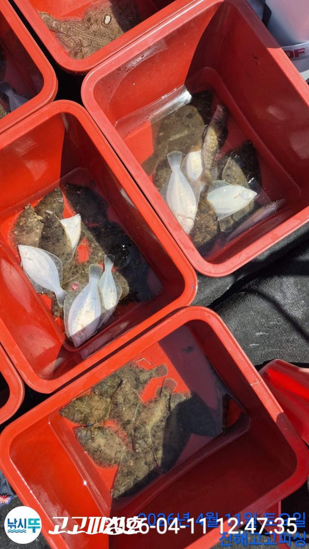 낚시뚜,도다리,속천항(진해),고고피싱호,낚시뚜12