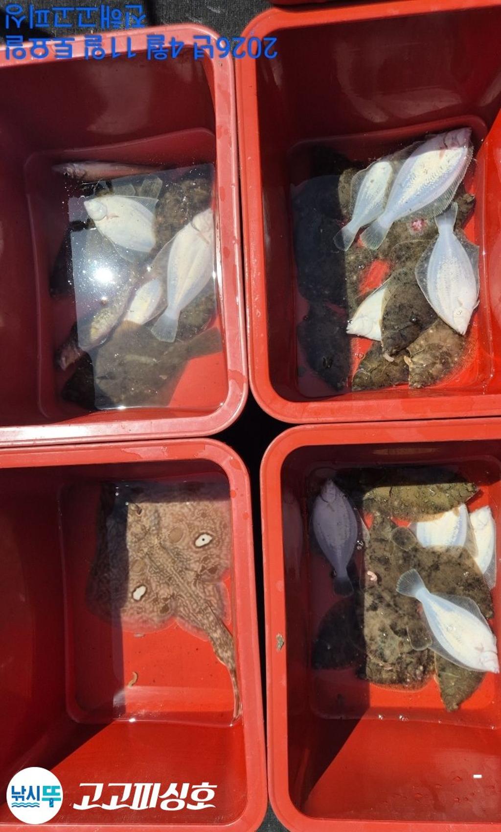 낚시뚜,도다리,속천항(진해),고고피싱호,낚시뚜11