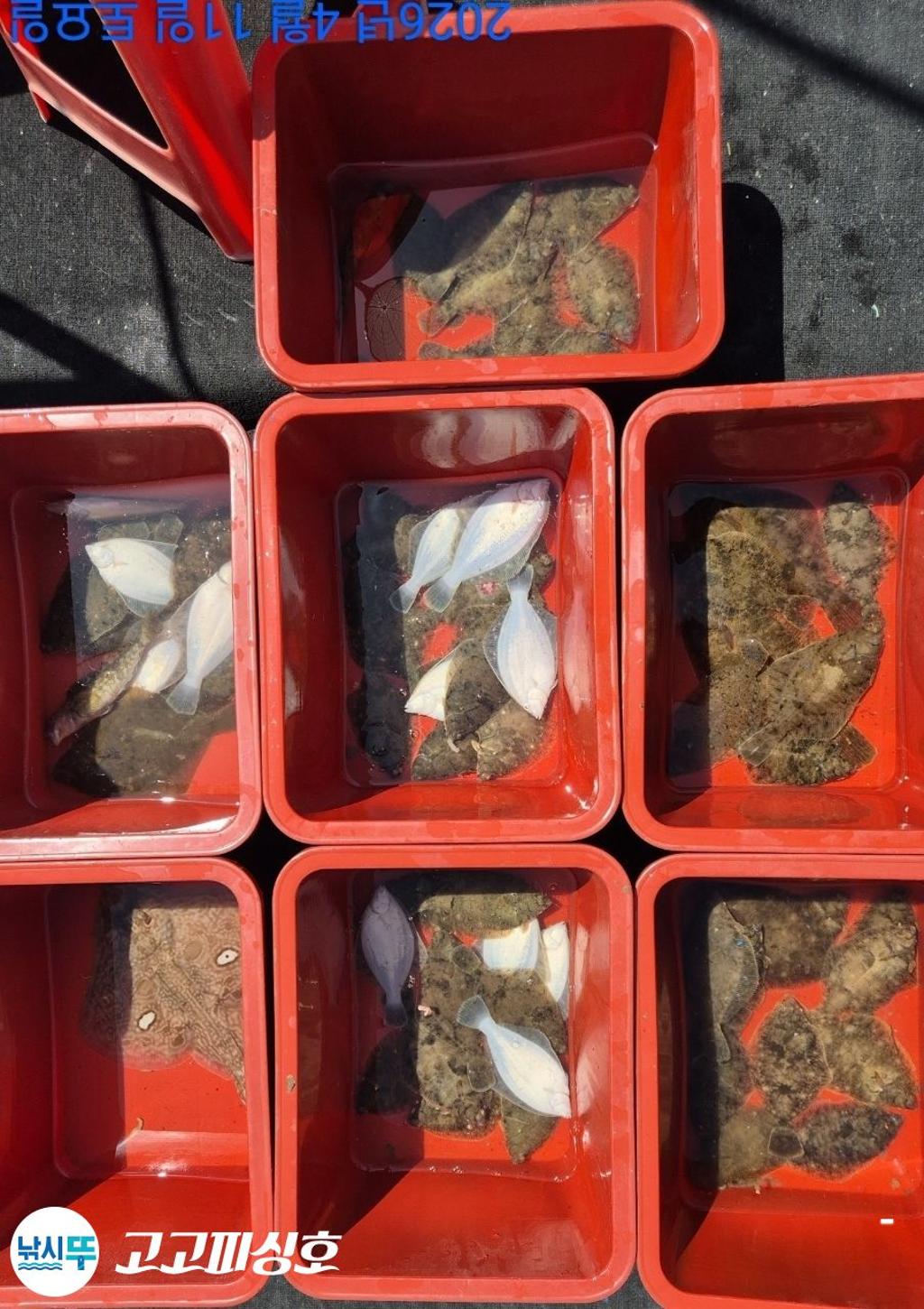 낚시뚜,도다리,속천항(진해),고고피싱호,낚시뚜10