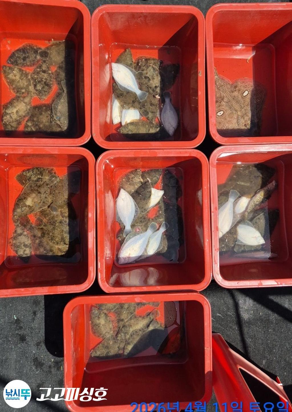 낚시뚜,도다리,속천항(진해),고고피싱호,낚시뚜9