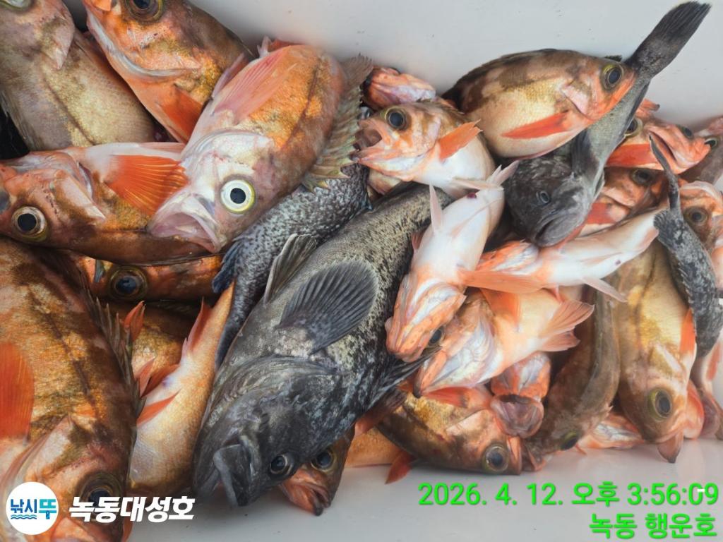 낚시뚜,열기,우럭,녹동항,녹동대성호,낚시뚜36