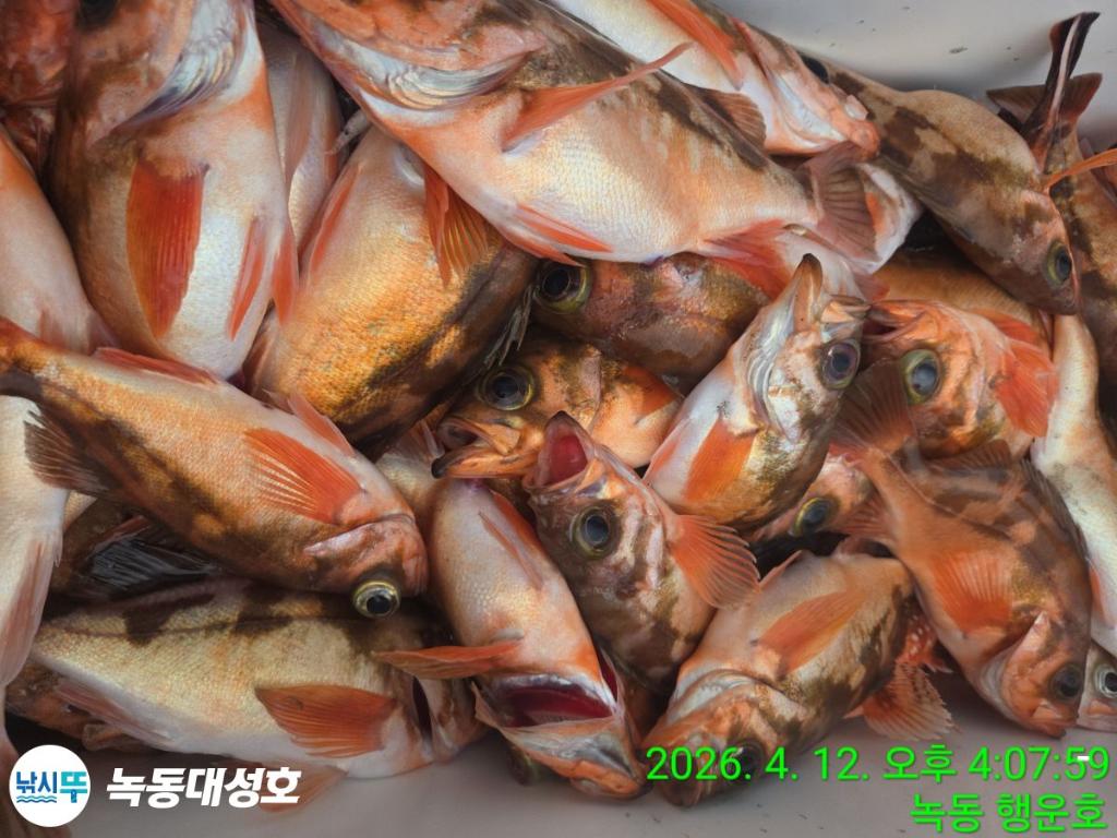 낚시뚜,열기,우럭,녹동항,녹동대성호,낚시뚜35