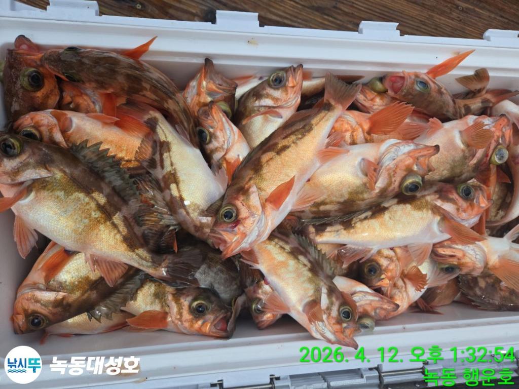 낚시뚜,열기,우럭,녹동항,녹동대성호,낚시뚜34