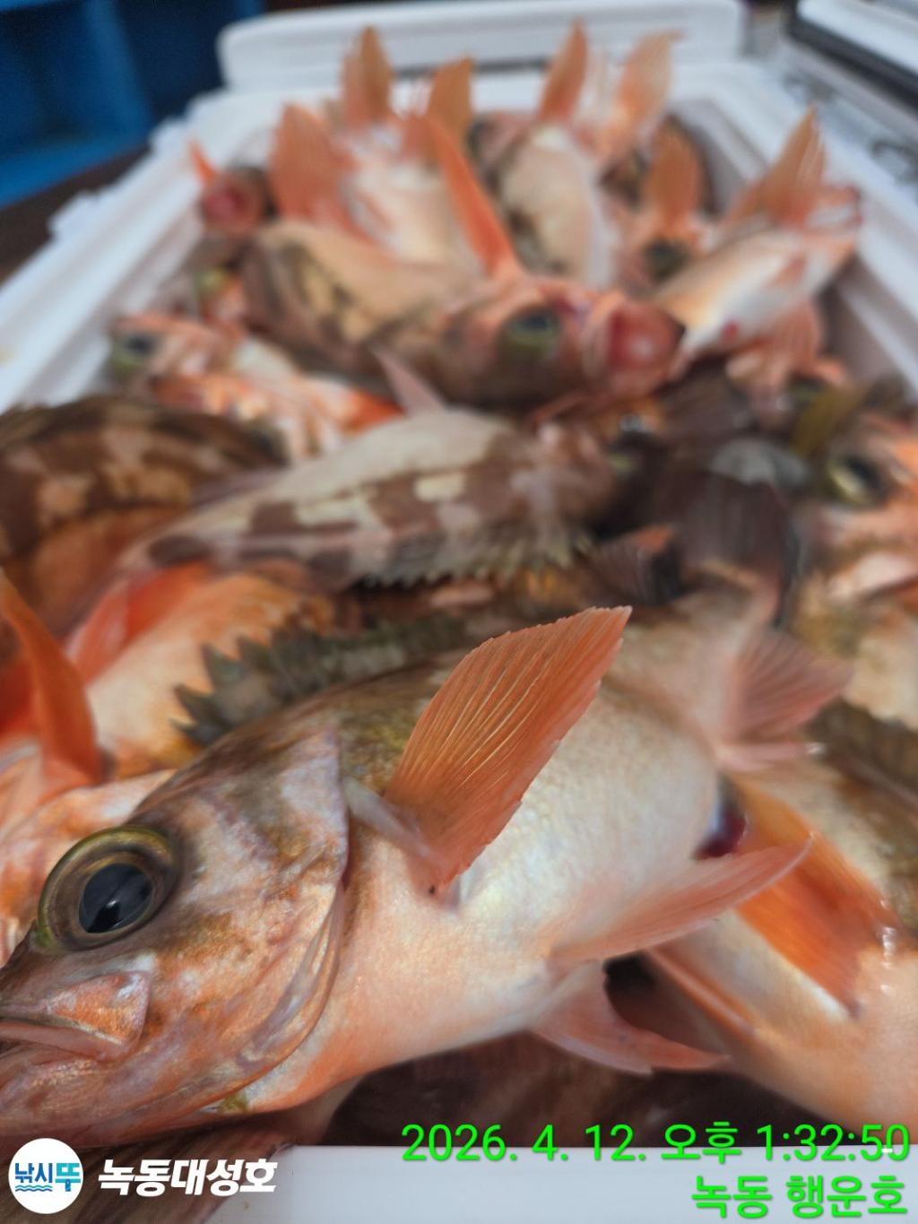 낚시뚜,열기,우럭,녹동항,녹동대성호,낚시뚜33