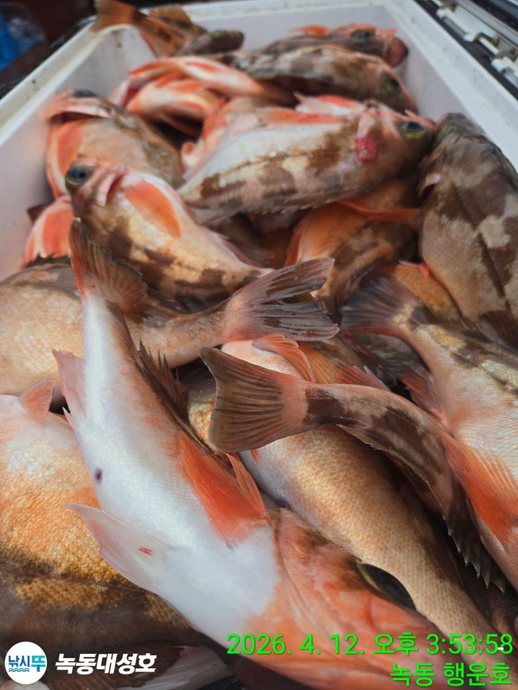 낚시뚜,열기,우럭,녹동항,녹동대성호,낚시뚜32