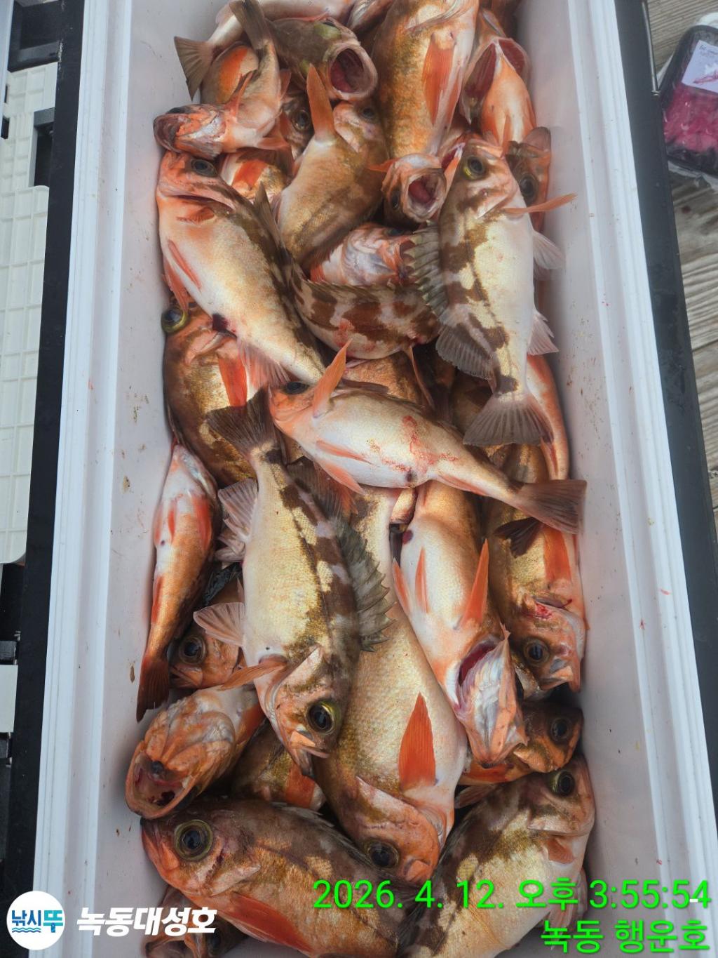 낚시뚜,열기,우럭,녹동항,녹동대성호,낚시뚜31