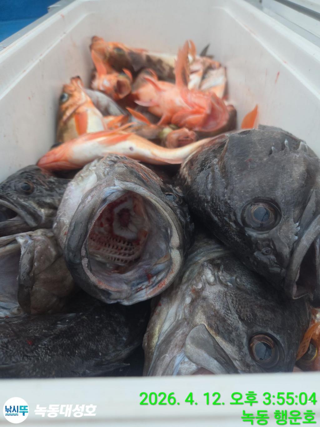 낚시뚜,열기,우럭,녹동항,녹동대성호,낚시뚜30