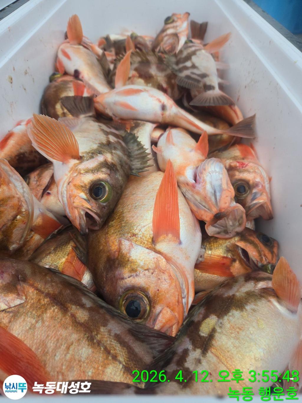 낚시뚜,열기,우럭,녹동항,녹동대성호,낚시뚜29