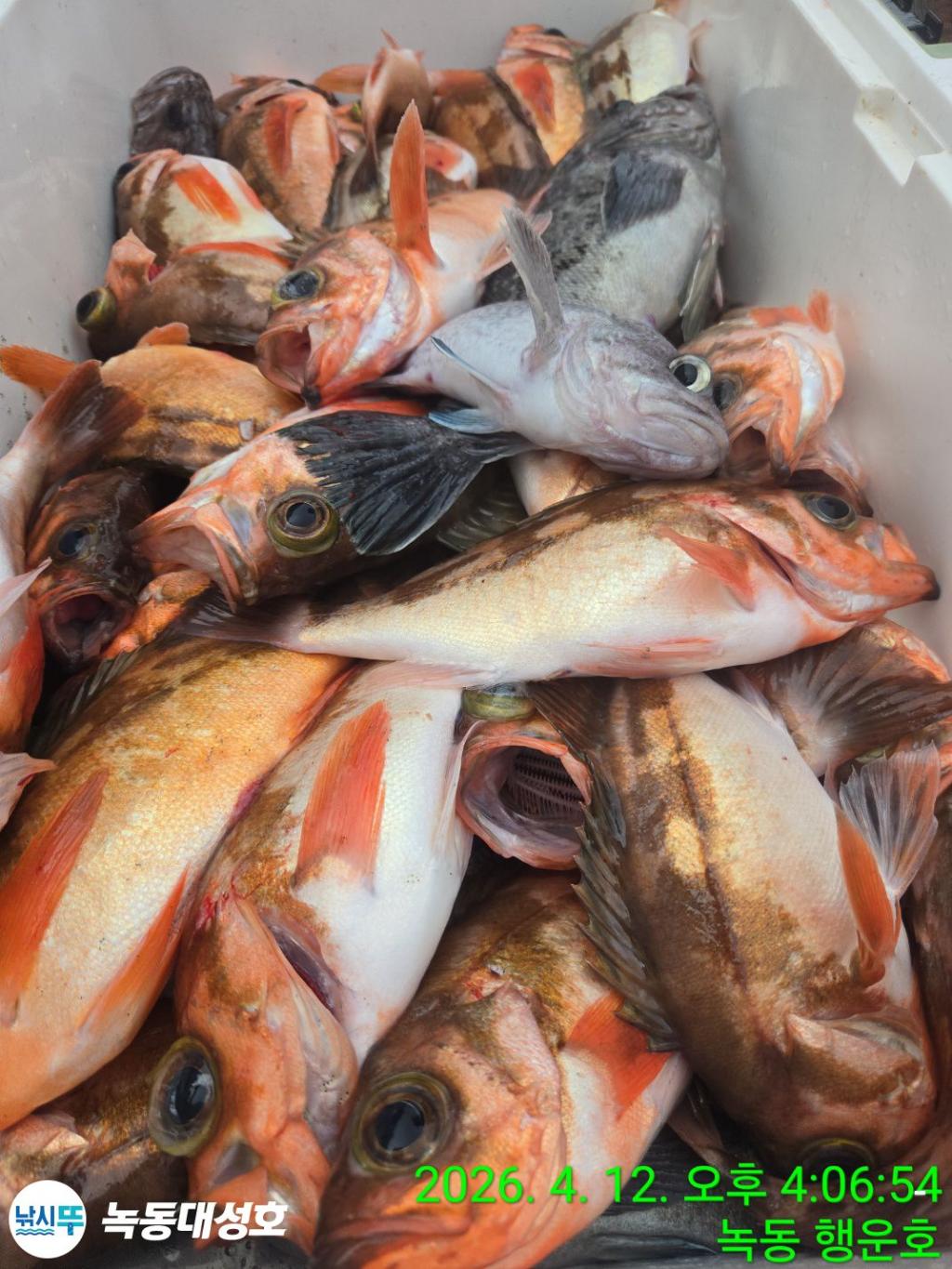 낚시뚜,열기,우럭,녹동항,녹동대성호,낚시뚜28