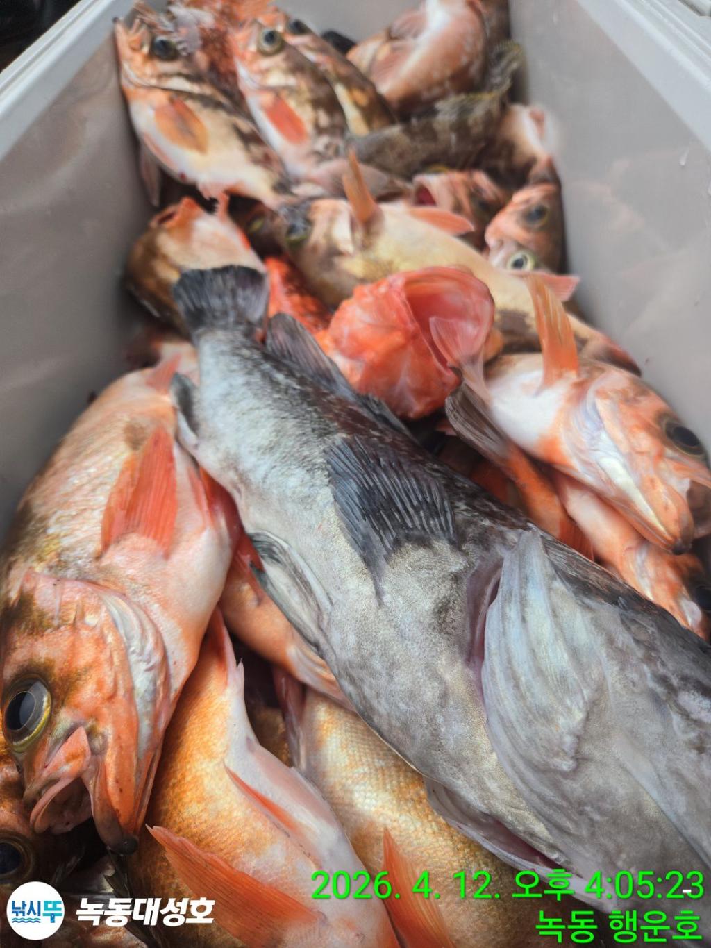 낚시뚜,열기,우럭,녹동항,녹동대성호,낚시뚜27