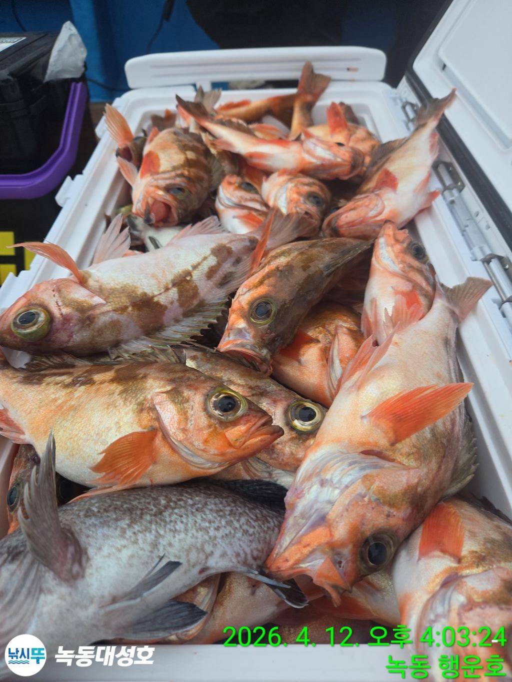 낚시뚜,열기,우럭,녹동항,녹동대성호,낚시뚜26