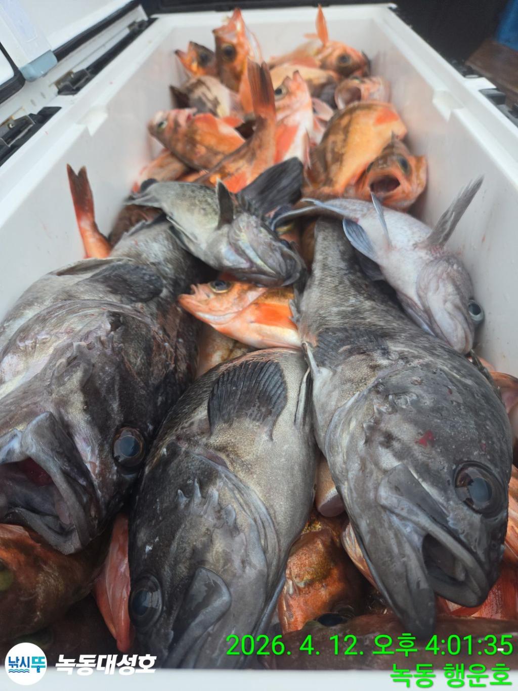 낚시뚜,열기,우럭,녹동항,녹동대성호,낚시뚜25