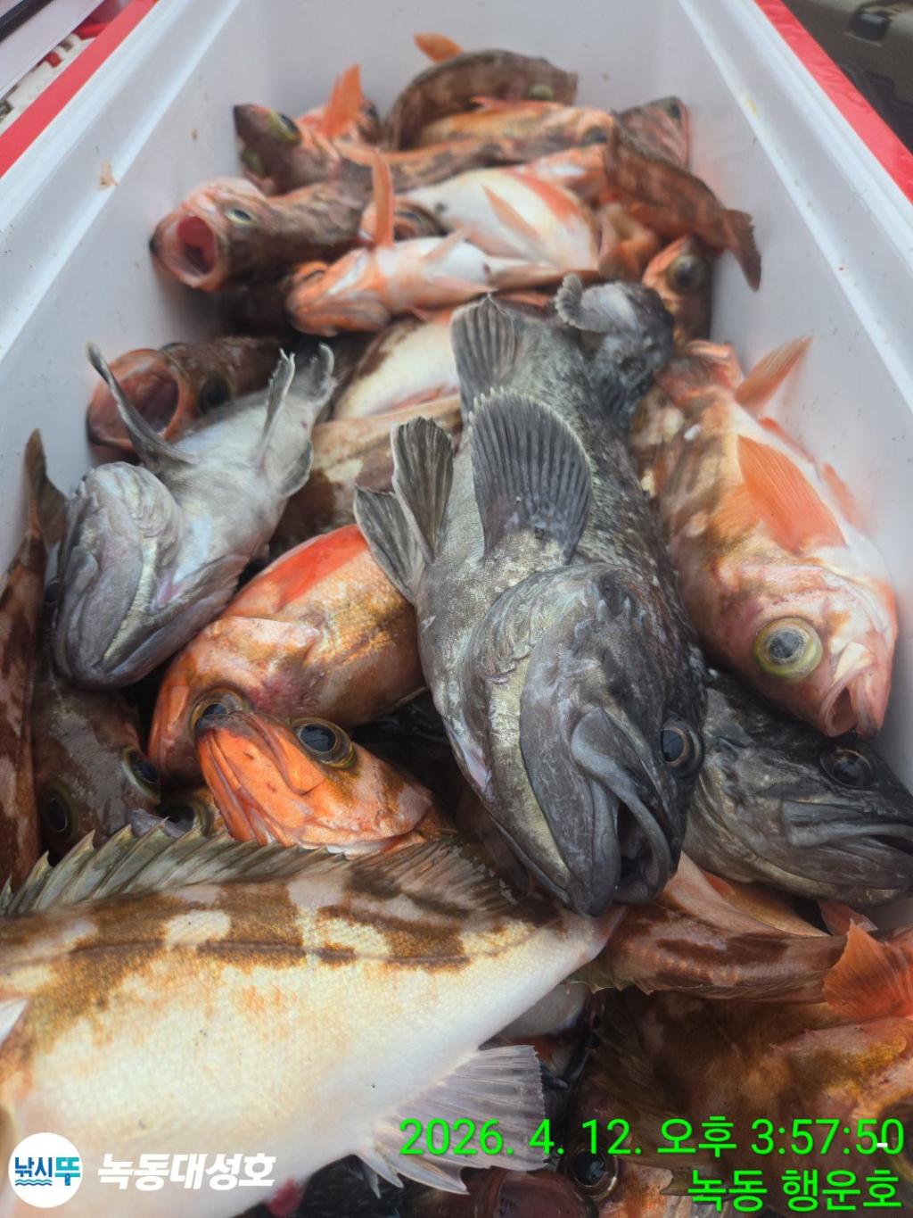 낚시뚜,열기,우럭,녹동항,녹동대성호,낚시뚜24