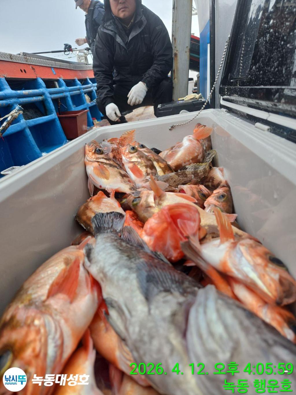 낚시뚜,열기,우럭,녹동항,녹동대성호,낚시뚜16