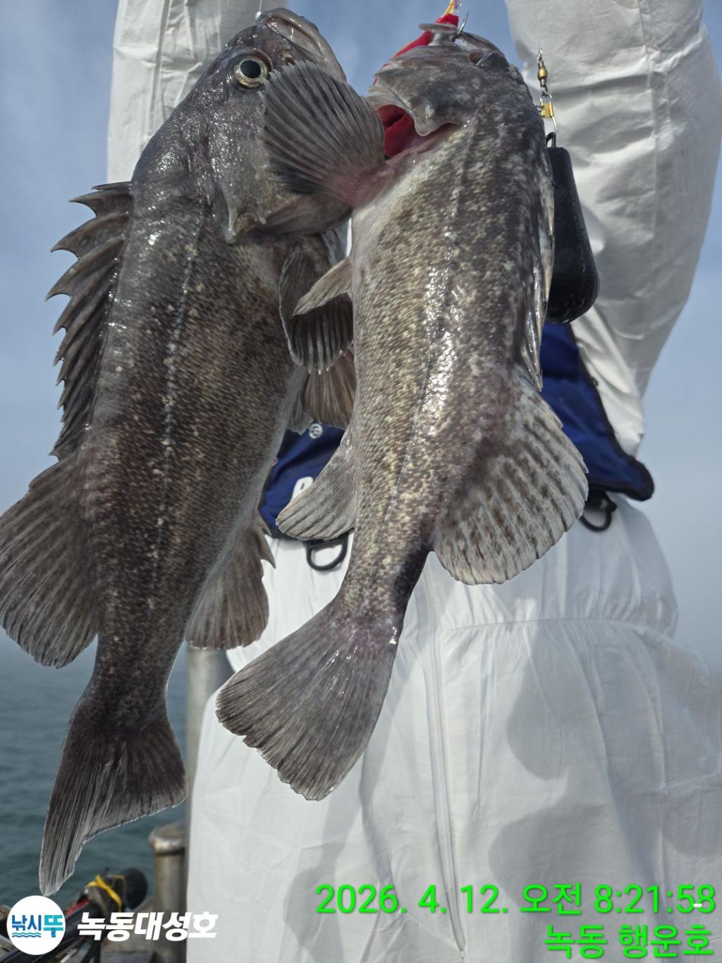 낚시뚜,열기,우럭,녹동항,녹동대성호,낚시뚜12