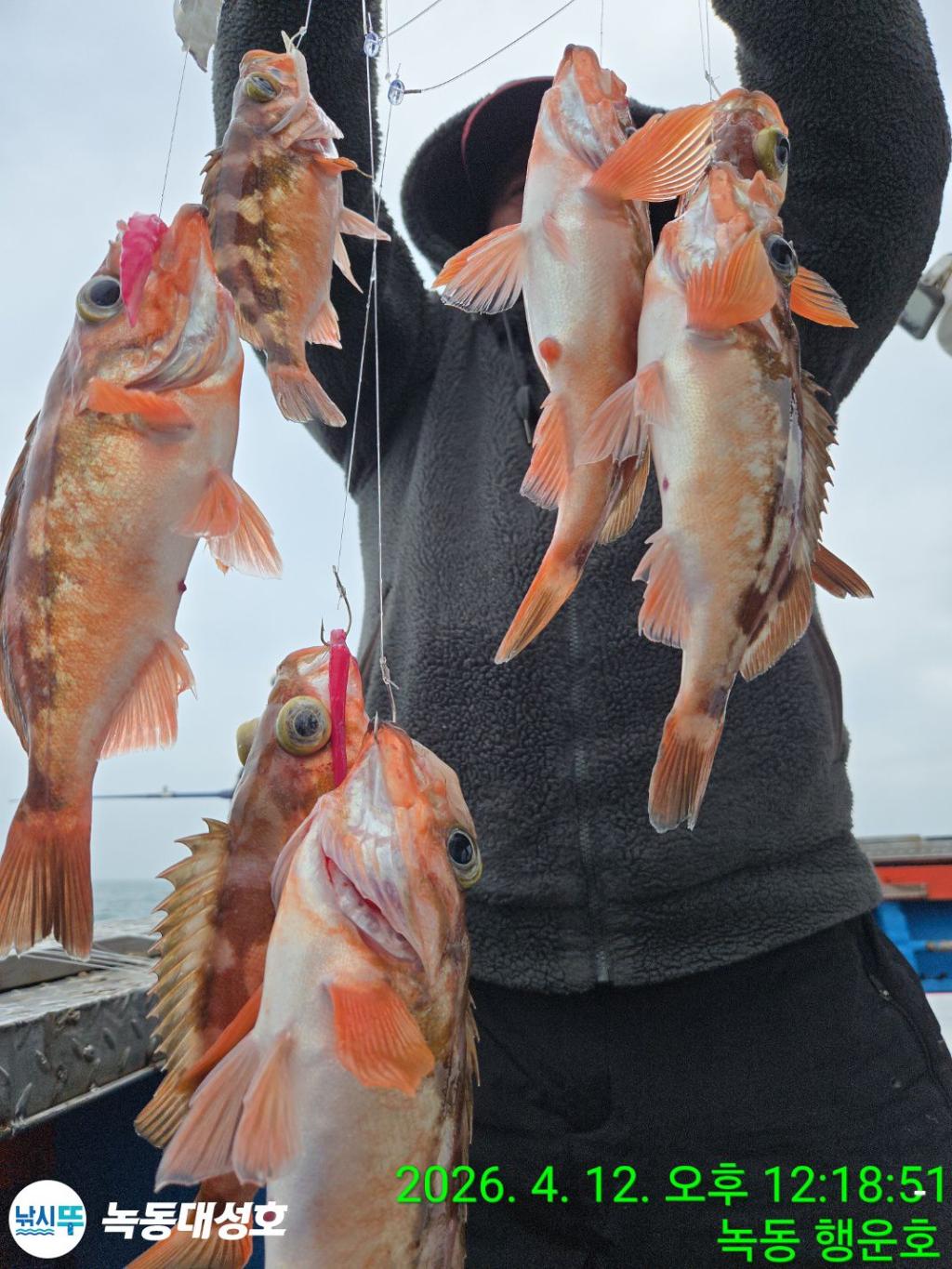 낚시뚜,열기,우럭,녹동항,녹동대성호,낚시뚜4