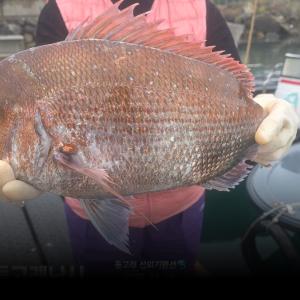 조황, ((풍화리)) 참돔꼬라박기