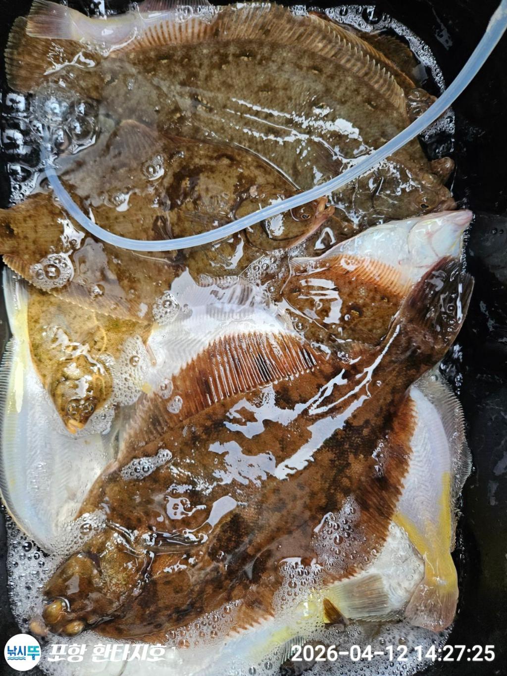 낚시뚜,도다리,볼락,포항 동빈항,포항 환타지호,낚시뚜16