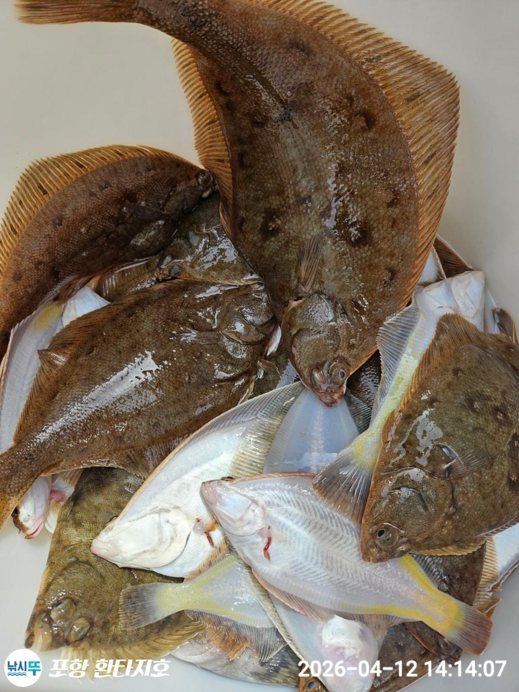낚시뚜,도다리,볼락,포항 동빈항,포항 환타지호,낚시뚜9