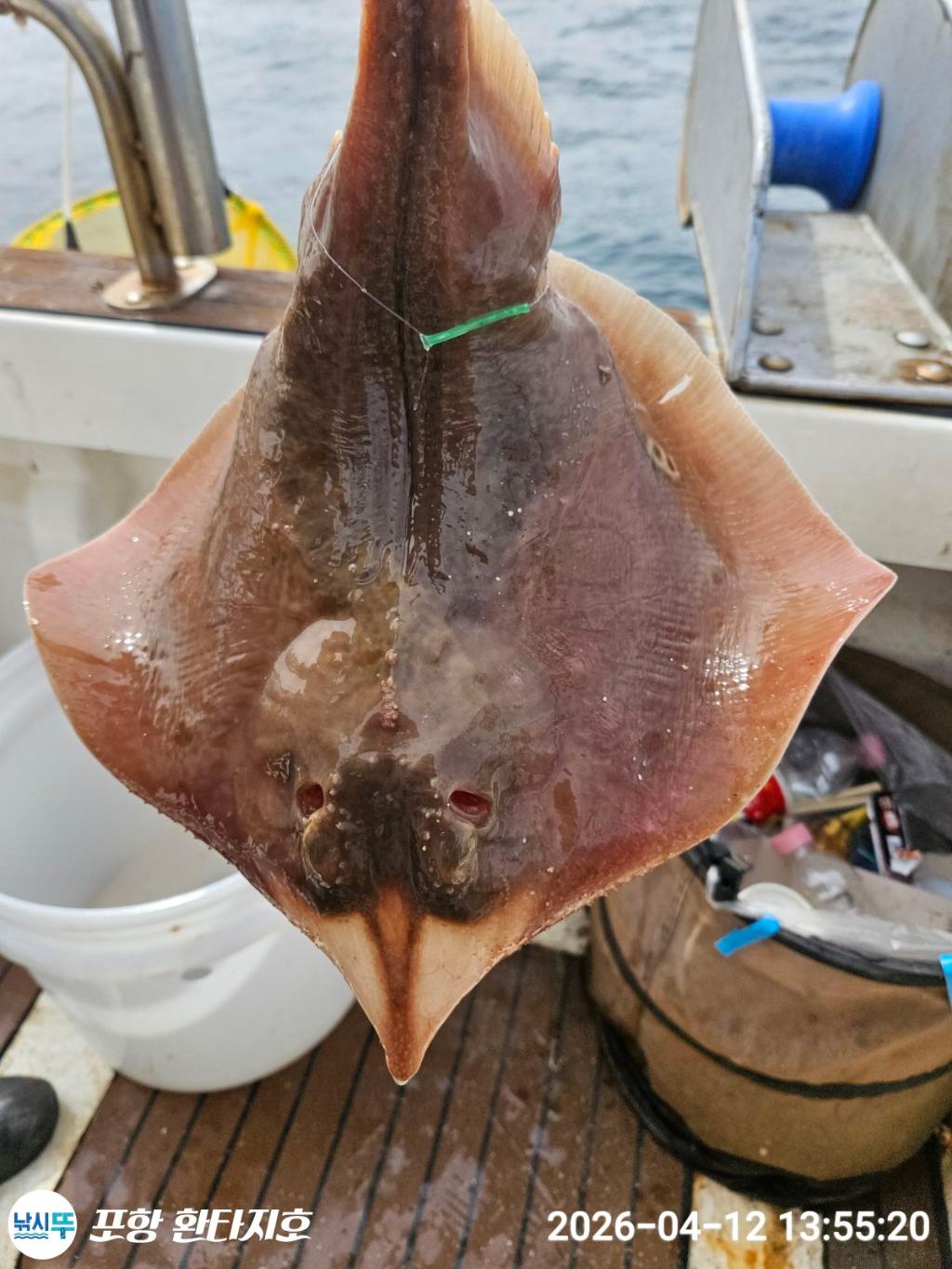 낚시뚜,도다리,볼락,포항 동빈항,포항 환타지호,낚시뚜8