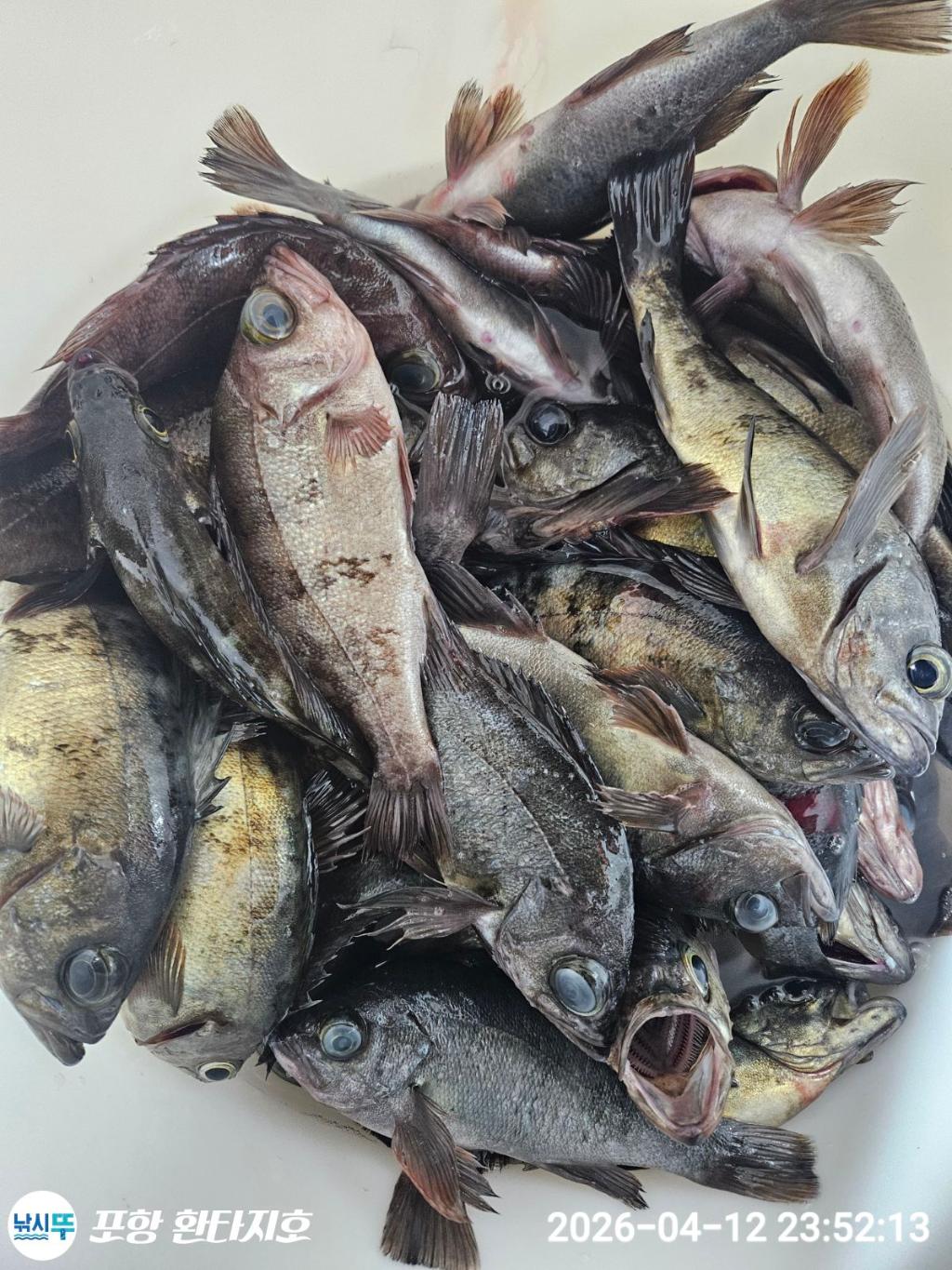 낚시뚜,도다리,볼락,포항 동빈항,포항 환타지호,낚시뚜7