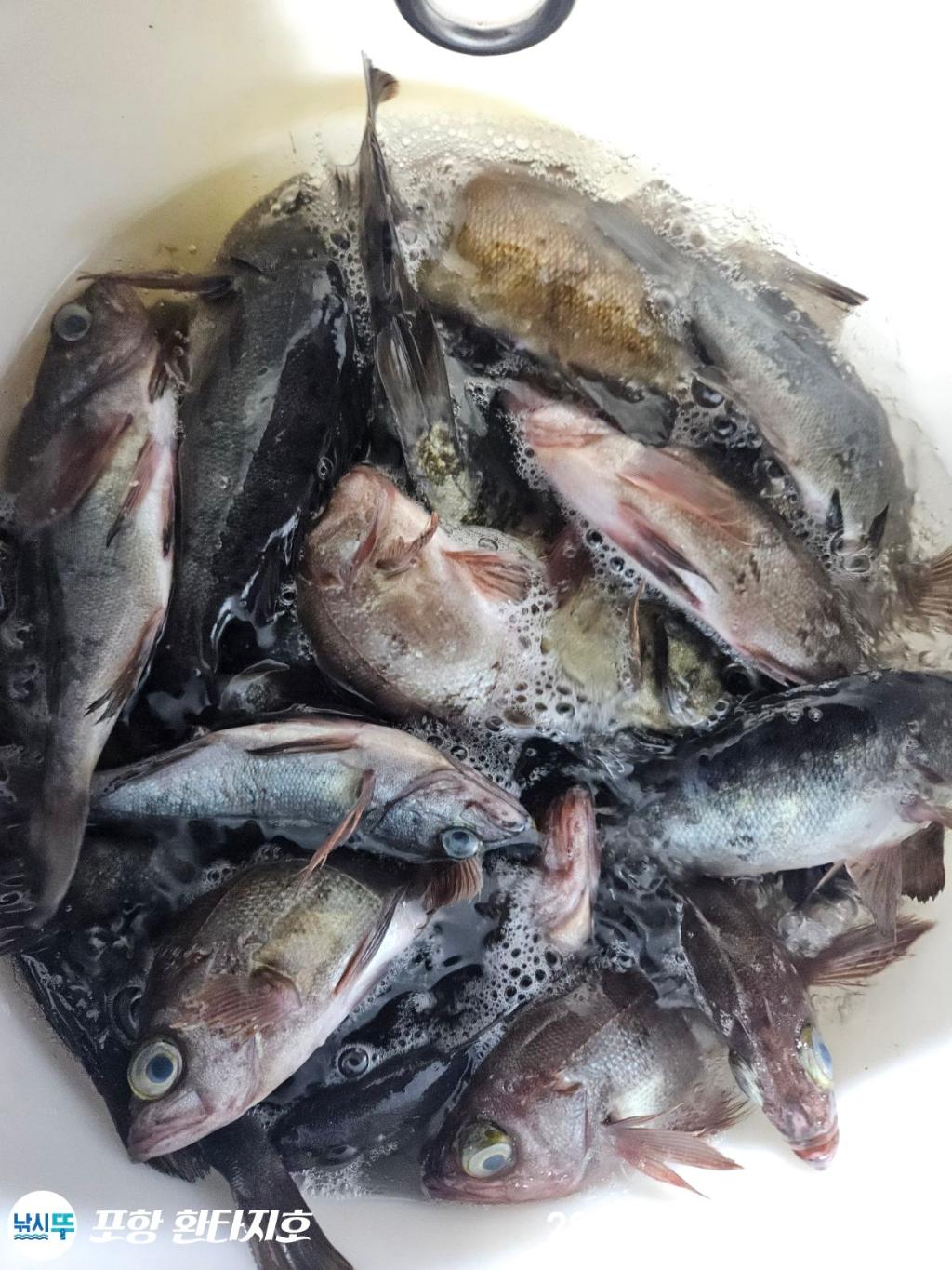 낚시뚜,도다리,볼락,포항 동빈항,포항 환타지호,낚시뚜4