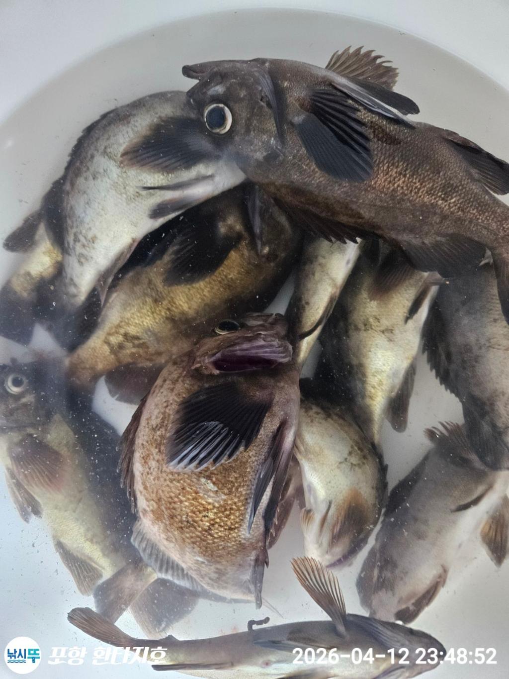 낚시뚜,도다리,볼락,포항 동빈항,포항 환타지호,낚시뚜1