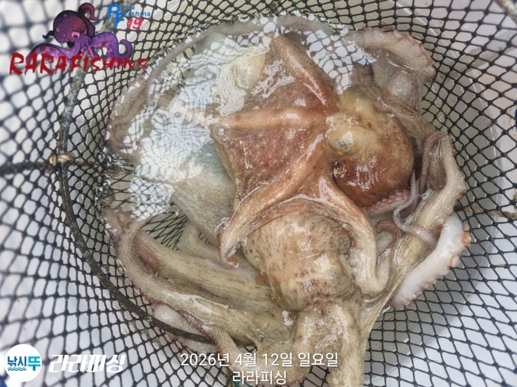 낚시뚜,낙지,돌문어,속천항(진해),라라피싱,낚시뚜28