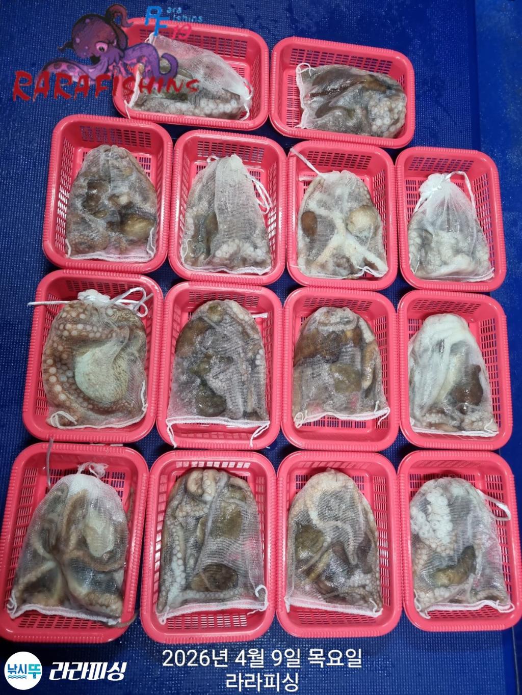 낚시뚜,낙지,돌문어,속천항(진해),라라피싱,낚시뚜19