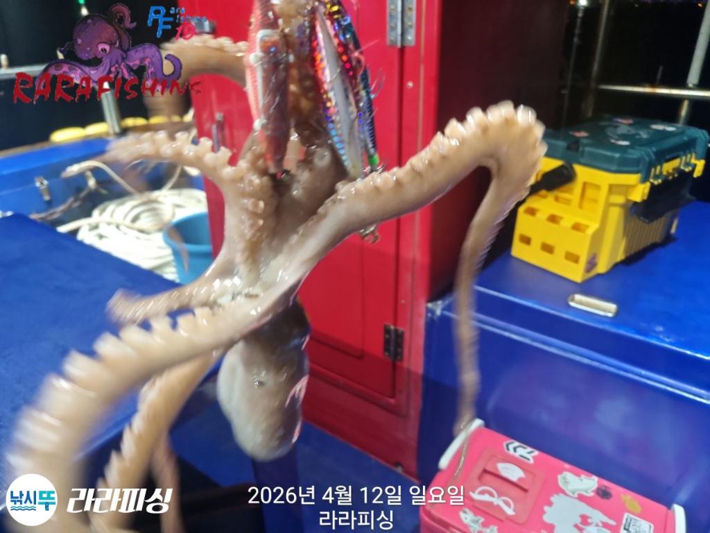 낚시뚜,낙지,돌문어,속천항(진해),라라피싱,낚시뚜12