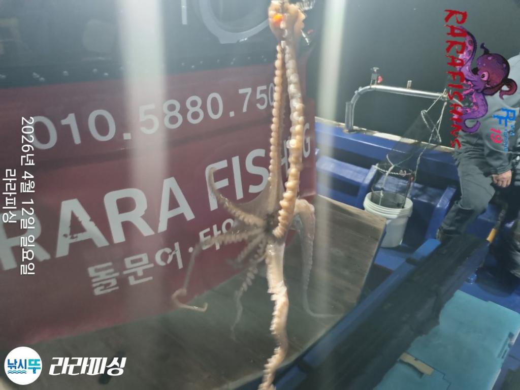 낚시뚜,낙지,돌문어,속천항(진해),라라피싱,낚시뚜10