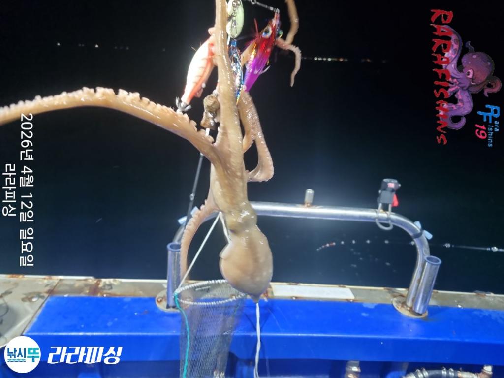 낚시뚜,낙지,돌문어,속천항(진해),라라피싱,낚시뚜8