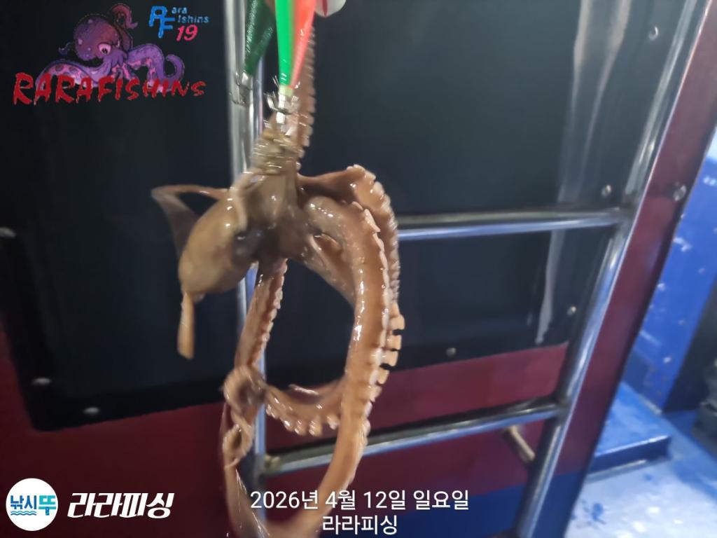 낚시뚜,낙지,돌문어,속천항(진해),라라피싱,낚시뚜6