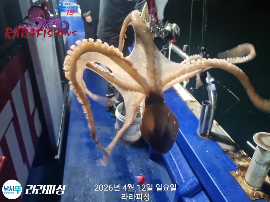 낚시뚜,낙지,돌문어,속천항(진해),라라피싱,낚시뚜4