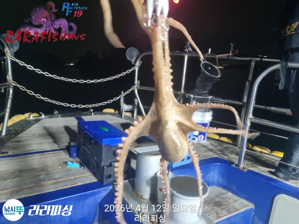 낚시뚜,낙지,돌문어,속천항(진해),라라피싱,낚시뚜2