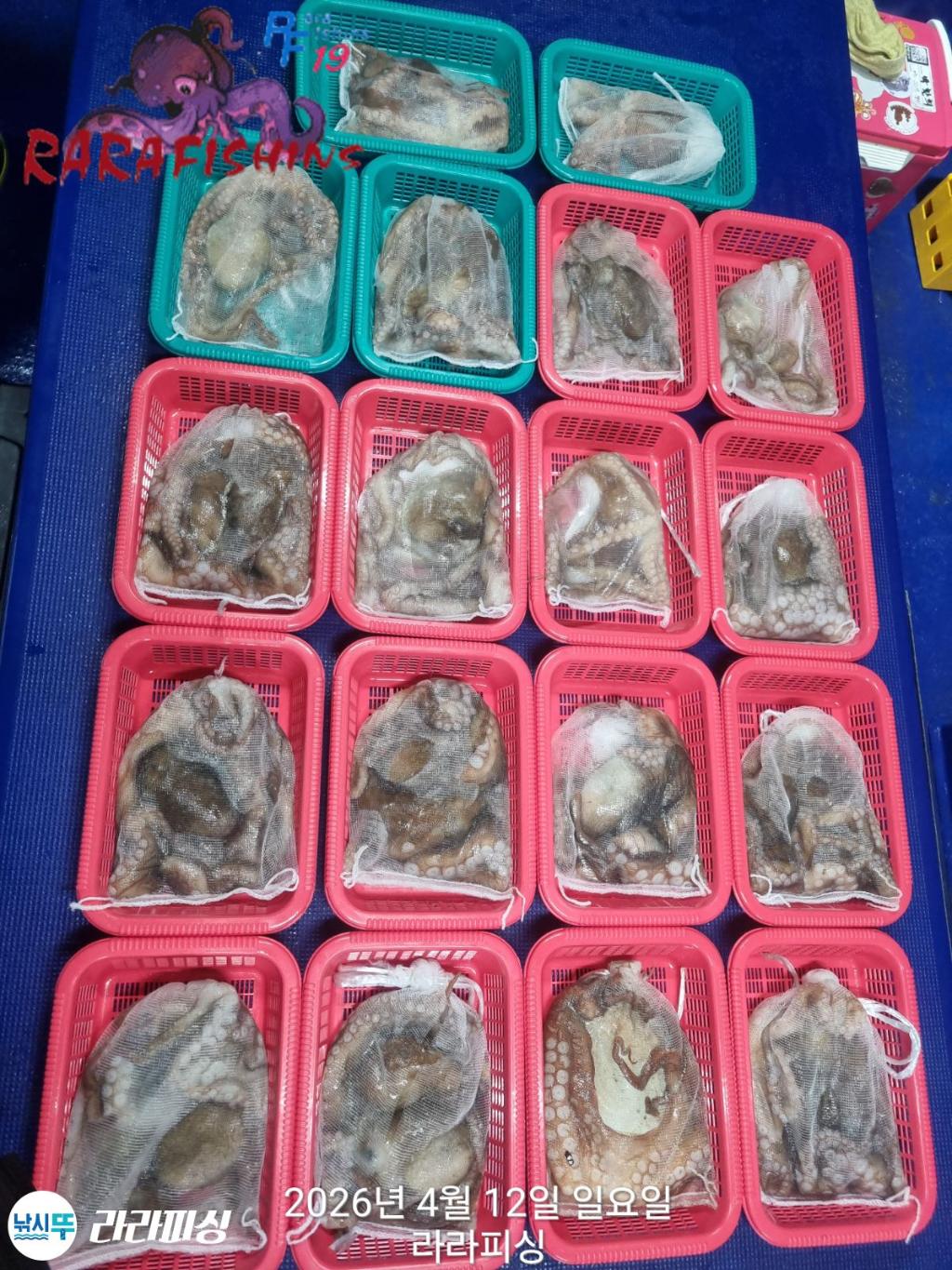 낚시뚜,낙지,돌문어,속천항(진해),라라피싱,낚시뚜0