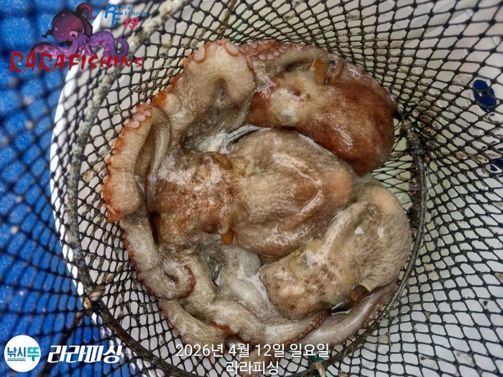 낚시뚜,낙지,돌문어,속천항(진해),라라피싱,낚시뚜33