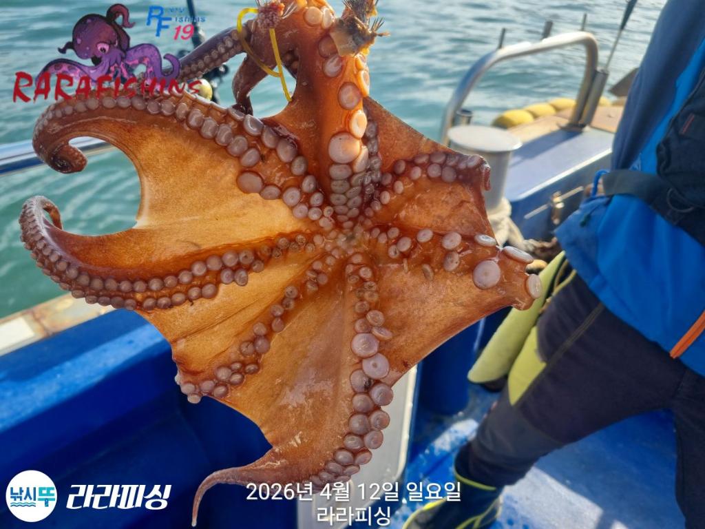 낚시뚜,낙지,돌문어,속천항(진해),라라피싱,낚시뚜29