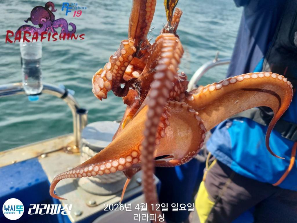 낚시뚜,낙지,돌문어,속천항(진해),라라피싱,낚시뚜28