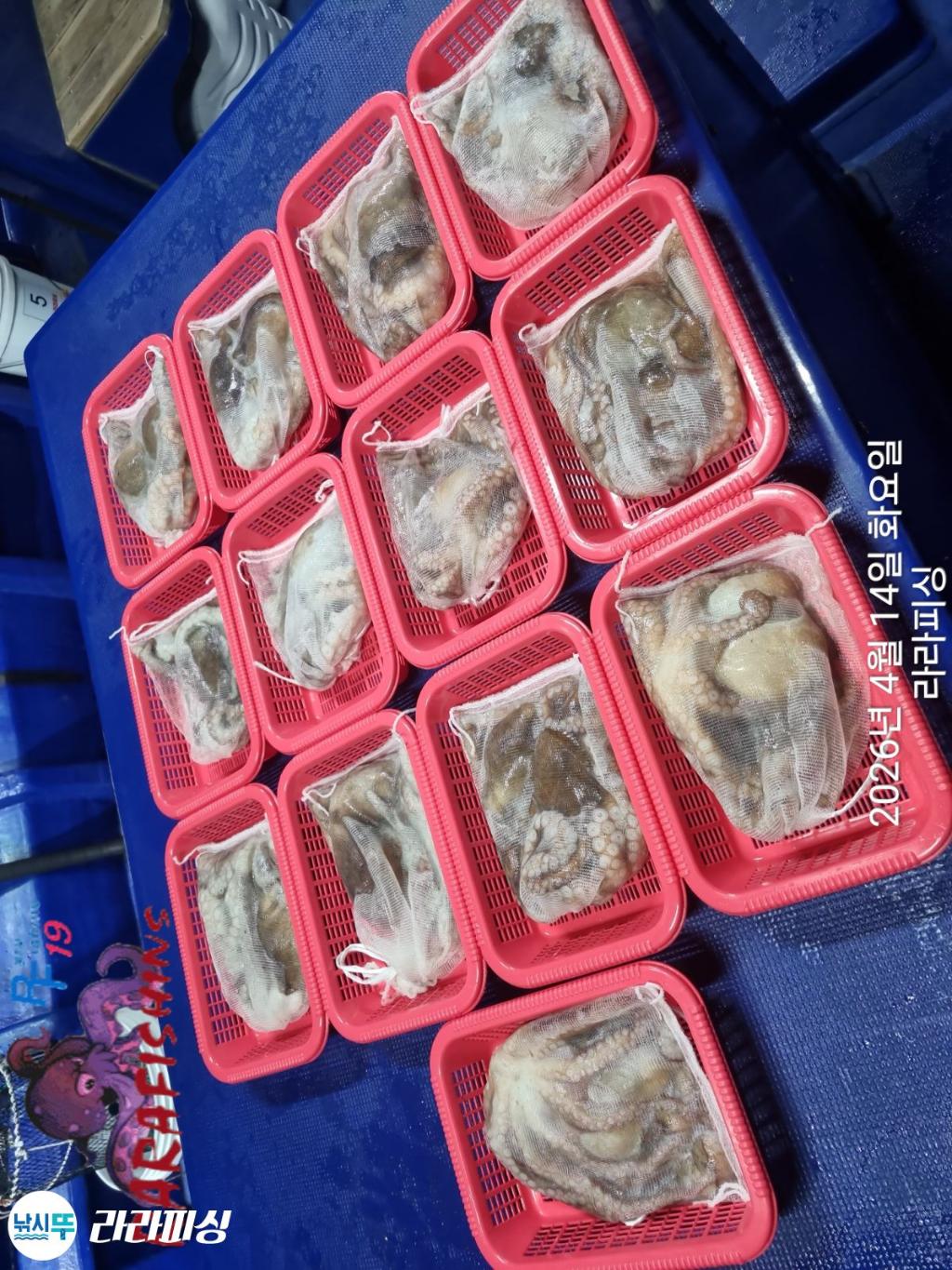 낚시뚜,낙지,돌문어,속천항(진해),라라피싱,낚시뚜23