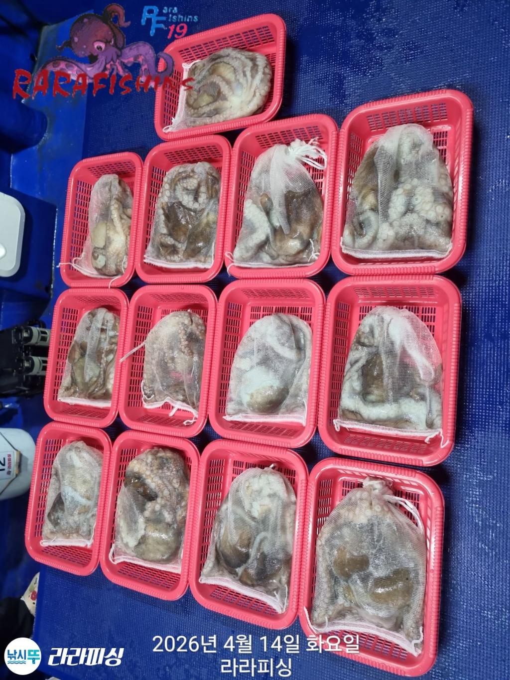 낚시뚜,낙지,돌문어,속천항(진해),라라피싱,낚시뚜18